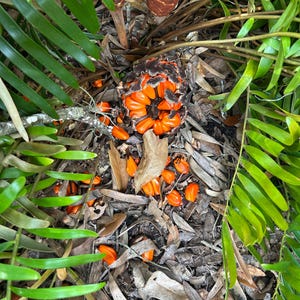 May include: A close-up of a cluster of bright orange seeds scattered on the ground, surrounded by green leaves and brown debris. The seeds are clustered together in a brown pod.