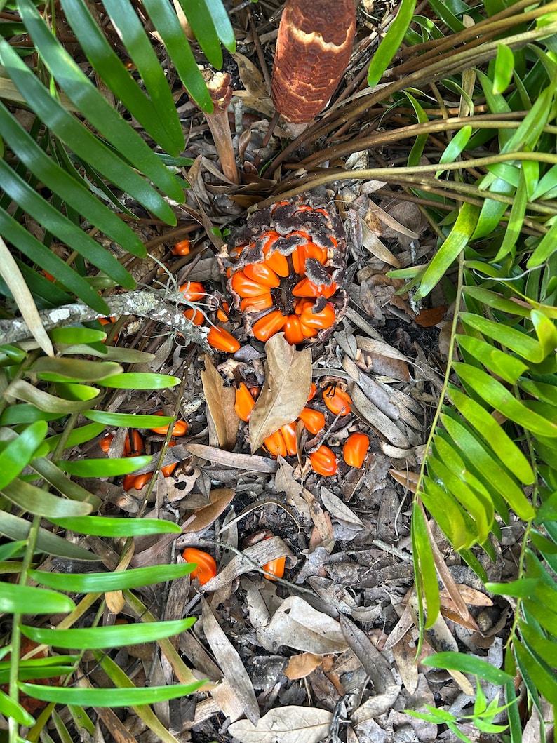 May include: A close-up of a cluster of bright orange seeds scattered on the ground, surrounded by green leaves and brown debris. The seeds are clustered together in a brown pod.