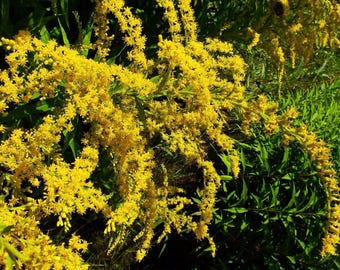 500+ Goldenrod Seeds Solidago Seeds Herbaceous Perennial Plant Seeds Flowering Perennial Seeds Perennial Wildflower Seeds Native Plant Seeds