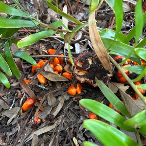 May include: Close-up of orange seeds scattered on the ground near a green plant. The seeds are surrounded by brown leaves and twigs.