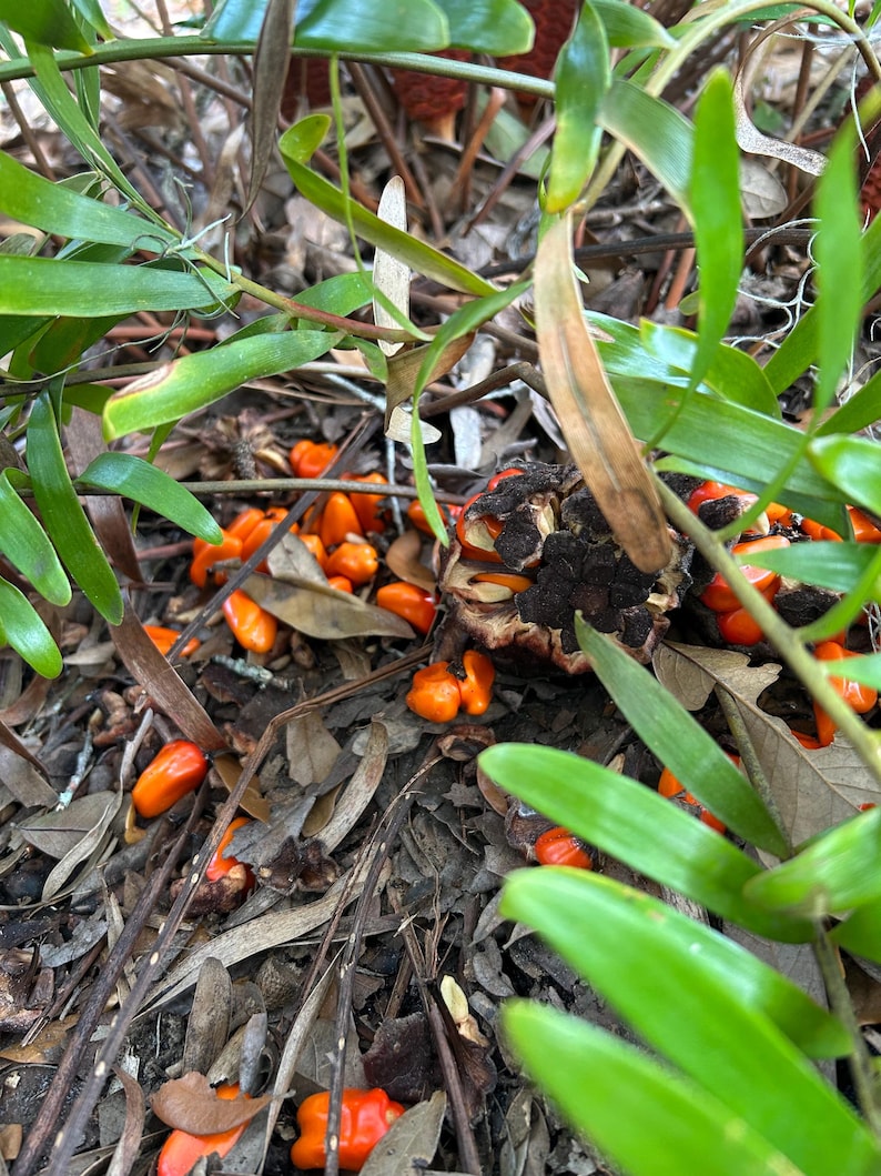 May include: Close-up of orange seeds scattered on the ground near a green plant. The seeds are surrounded by brown leaves and twigs.