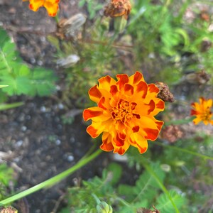 May include: Close-up of vibrant orange and red marigold flowers in a garden setting. The petals display a striking contrast of colors, with a bright yellow center. Green foliage and brown seed pods surround the flowers, creating a natural, colorful scene.