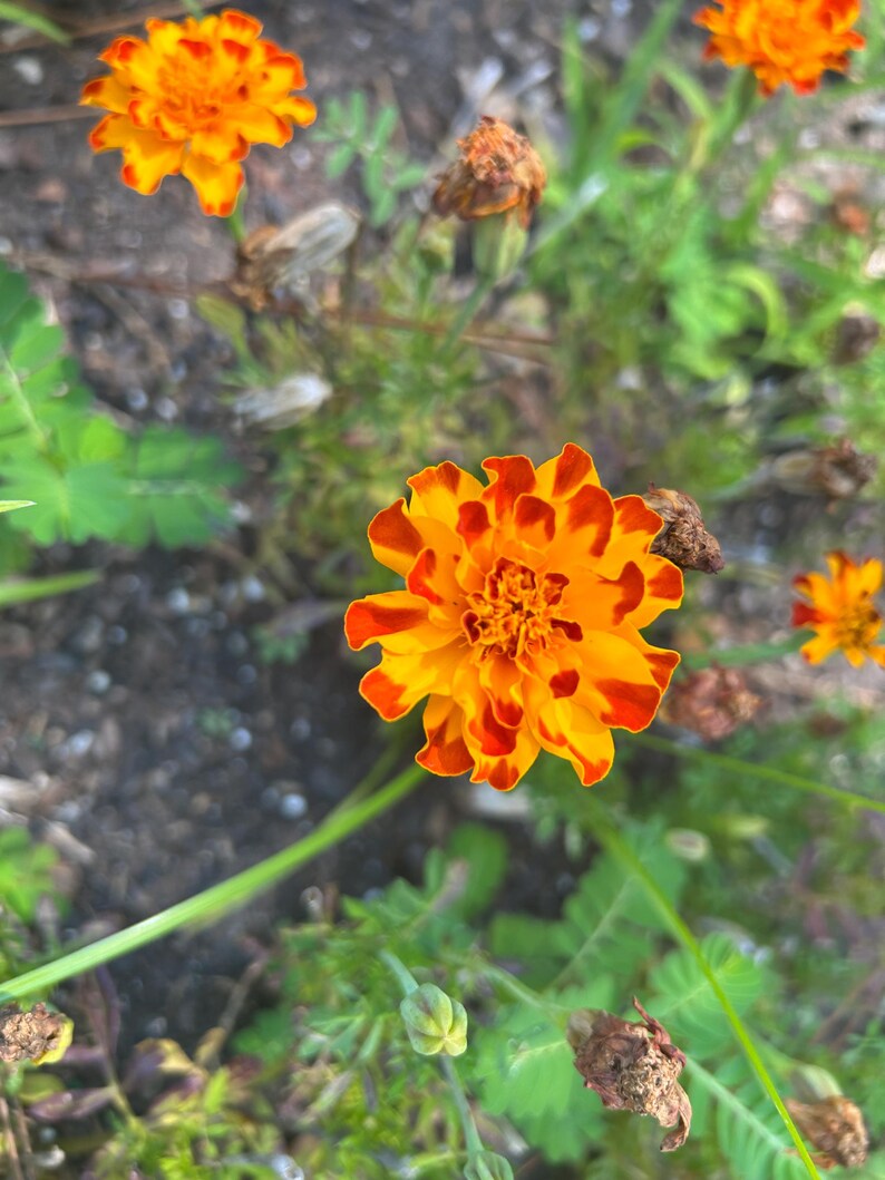 May include: Close-up of vibrant orange and red marigold flowers in a garden setting. The petals display a striking contrast of colors, with a bright yellow center. Green foliage and brown seed pods surround the flowers, creating a natural, colorful scene.