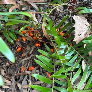 May include: Close-up of a fern plant with bright orange seeds scattered on the ground. The fern has long, green fronds and is growing in a natural setting.