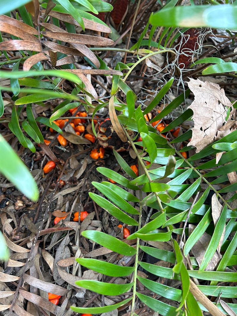 May include: Close-up of a fern plant with bright orange seeds scattered on the ground. The fern has long, green fronds and is growing in a natural setting.