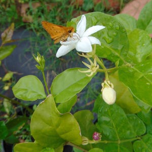 Arabian Jasmine Live Plant Sambac Jasmine Plant Jasminum sambac Aromatic Flower Fragrant Jasmine Flower Shrub Aromatic Plant Jasmine Flower