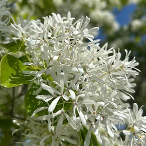 20+ Chinese Fringe Tree Seeds Chionanthus retusus Aromatic Flower Tree Pollinator Plant Seeds Flowering Tree Seeds Ornamental Tree Beautiful