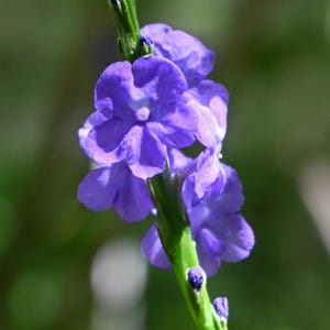 25+ Blue Porterweed Seeds Perennial Seeds Tropical Wildflower Seeds Flowering Perennial Seeds Ornamental Perennial Plant Pollinator Plant