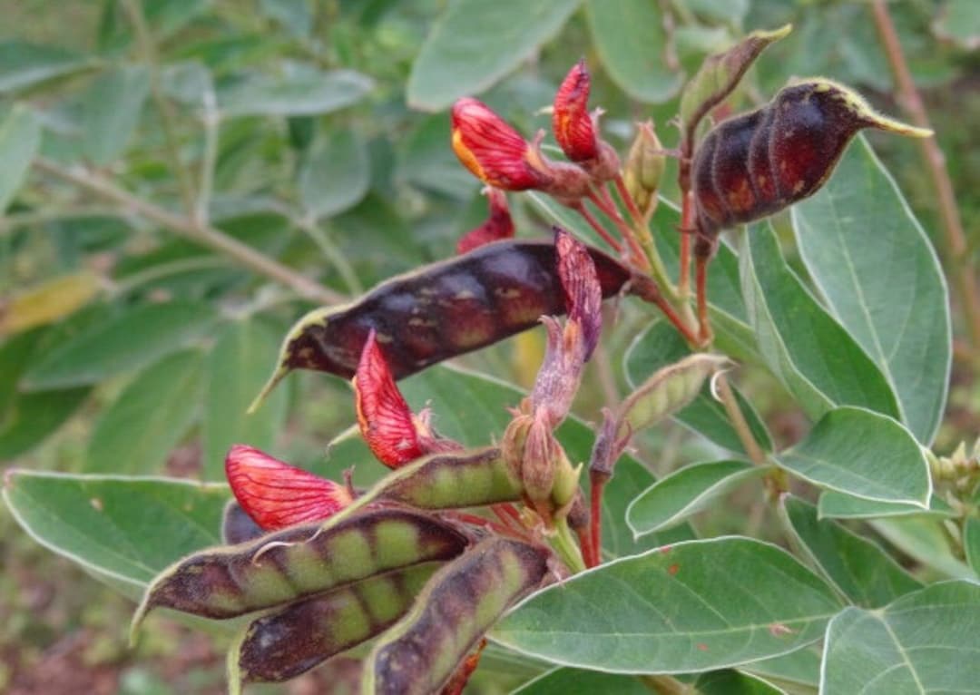 Pigeon Pea Seeds Edible Seeds Perennial Plant Seeds Perennial Shrub