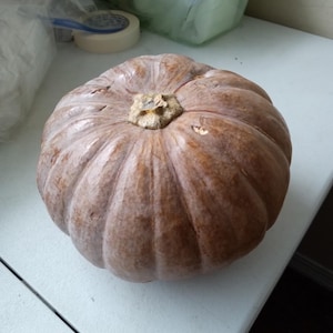15+ Calabaza Pumpkin Seeds Calabaza Seeds Calabaza Squash Seeds West Indian Pumpkin Seeds Edible Gardening Seeds Sweet Pumpkin