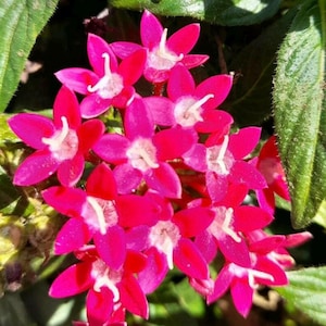 50+ Pentas Seeds Perennial Shrub Seeds Egyptian Star Cluster Seeds Ornamental Plant Seeds Flowering Plant Seeds Pollinator Plant Wildflower