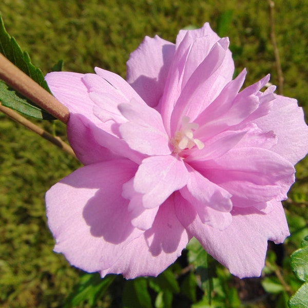 Rose of Sharon Live Plant Double Bloomer Flowering Ornamental Plant Rooted Cutting Beautiful Lavender Flower Cold Hardy Plant Live