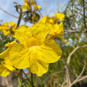 25+ Golden Trumpet Tree Seeds Tabebuia Seeds Hydroanthus chrysotrichus Seeds Flowering Perennial Seeds Yellow Trumpet Seeds Bignonia Seeds