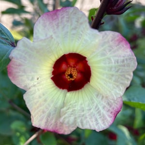 50+ Roselle Seeds Hibiscus sabdariffa Seeds Hibiscus Jam Hibiscus Jelly Hibiscus Tea Plant Seeds Edible Leaves Medicinal Plant Seeds