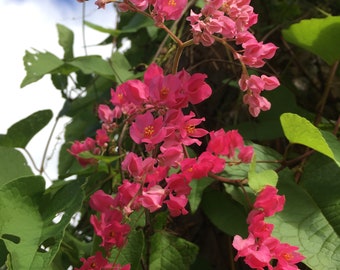 50+ Pink Coral Vine Seeds Queen's Wreath Plant Antigonon leptopus Flower Seeds Tropical Vine Flower Queens Wreath Mexican Creeper Bee Bush