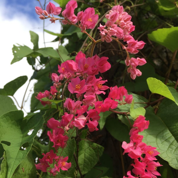 Pink Coral Vine Seeds Queen's Wreath Edible Plant Antigonon leptopus Flower Seeds Edible Food Forest Tropical Vine Flower Edible Seeds