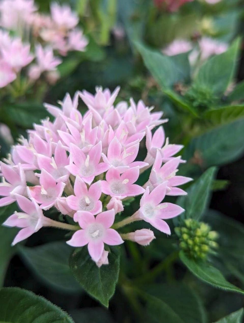 50+ Pentas Seeds Perennial Shrub Seeds Egyptian Star Cluster Seeds  Ornamental Plant Seeds Flowering Plant Seeds Pollinator Plant Wildflower -  Etsy