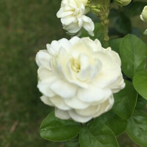 Arabian Jasmine Flower Sambac Live Plant Flower Aromatic Flower Fragrant Flower White Flower White Jasmine Live Plant Ornamental Shrub