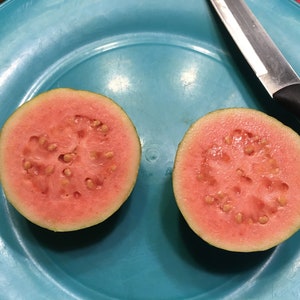 20+ Pink Guava Seeds Edible Plant Seeds Medicinal Plant Tropical Fruit Tree Seeds Fruit Edible Landscaping Food Forest Food Tree Seeds Guava