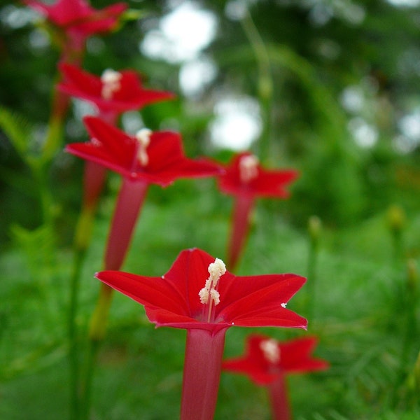 Cardinal Vine Seeds Etsy