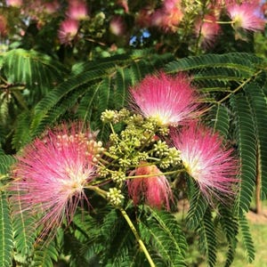 50+ Mimosa Seeds Mimosa Tree Seeds Persian Silk Tree Seeds Ornamental Tree Flowering Tree Pink Flower Seeds Living Trellis Seeds