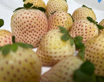 Rifiorenti 4 Stagioni Fraises De Bois - Wild Strawberries Piante Fragole