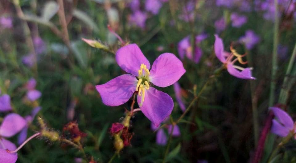 50+ Pale Meadow Beauty Seeds Rhexia Mariana Seeds Maryland