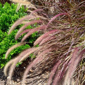25+ Red Fountain Grass Seeds Perennial Grass Seed Pennisetum setaceum rubrum Seeds Ornamental Grass Perennial Fountain Grass Ornamental
