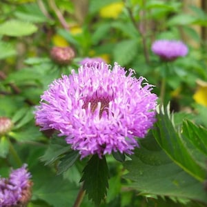 May include: A close-up of a vibrant purple flower with a fuzzy texture. The flower is surrounded by green leaves.