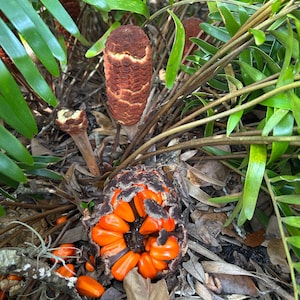 May include: A close-up of a brown, spiky seed pod with orange seeds spilling out. The pod is surrounded by green leaves and brown, dried leaves.