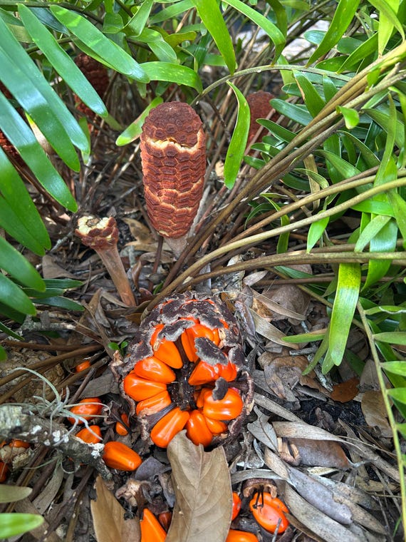 25+ Coontie Seeds Florida Native Plant Seeds Cycad Seeds Zamia integrifolia Seeds Primitive Plant Seeds Florida Arrowroot Seeds Gardening