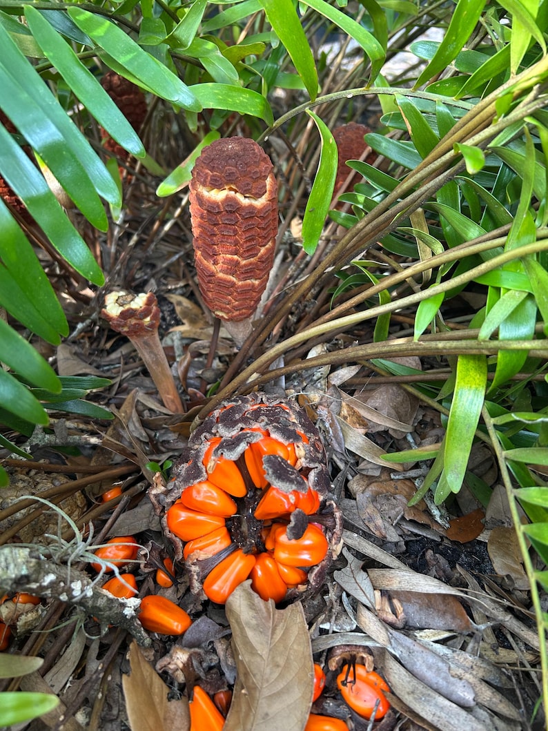 May include: A close-up of a brown, spiky seed pod with orange seeds spilling out. The pod is surrounded by green leaves and brown, dried leaves.