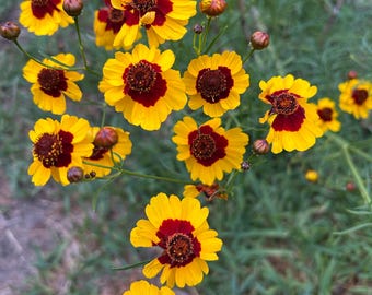 May include: A cluster of vibrant yellow flowers with deep red centers and dark brown details. The petals are bright yellow, and the centers are a rich, dark red. The flowers are in various stages of bloom, with some buds visible. The background is blurred green foliage.