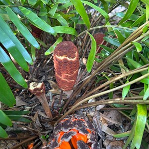 May include: Close-up of a brown and orange plant with seed pods. The pods are open and reveal bright orange seeds.