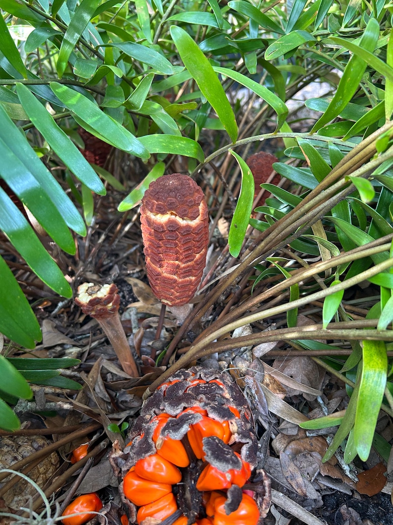 May include: Close-up of a brown and orange plant with seed pods. The pods are open and reveal bright orange seeds.