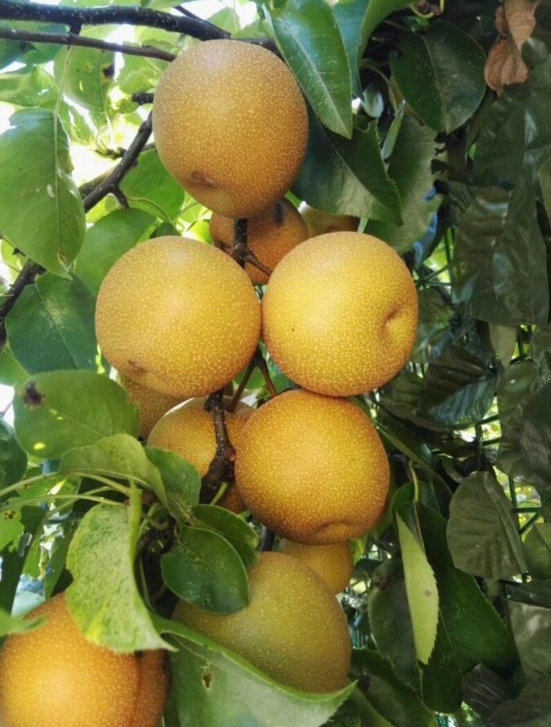 Pear In Korea 15+ Asian Pear Seeds Korean Pear Seeds Pear Tree Seeds Fruit Tree Apple ...