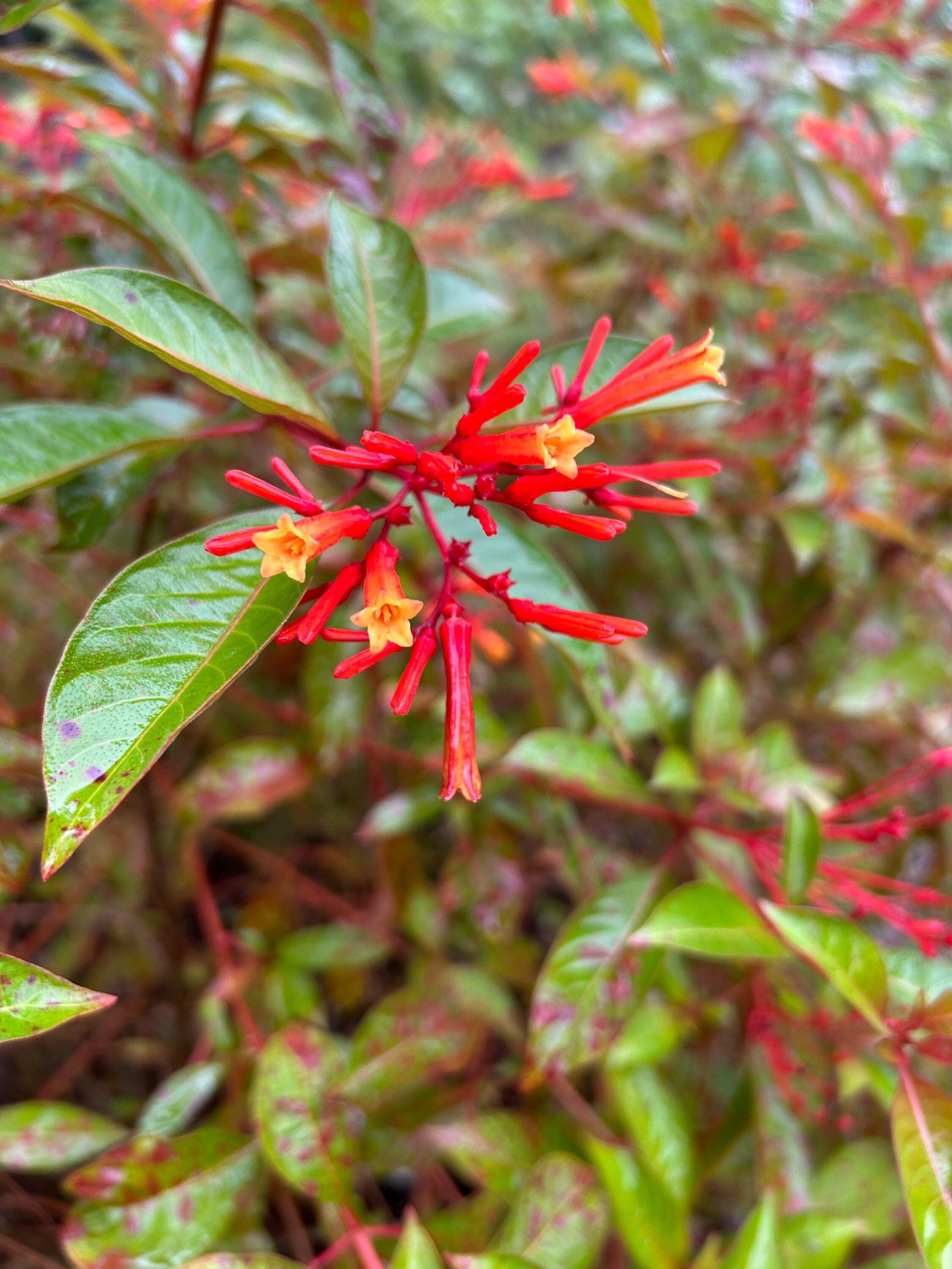 Plant Native Firebush to Attract Hummingbirds - Birds and Blooms