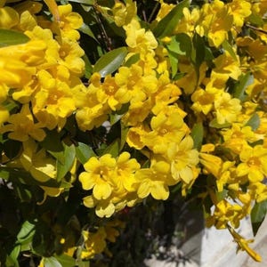 May include: A close-up of a vine with bright yellow flowers in bloom. The flowers are clustered together and have a delicate, trumpet-like shape. The vine is growing against a wall and the leaves are a deep green.