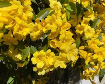 35+ Carolina Jessamine Seeds Native Plant Seeds Perennial Seeds Florida Native Plant Seeds Flowering Perennial Seeds Yellow Jessamine Seeds