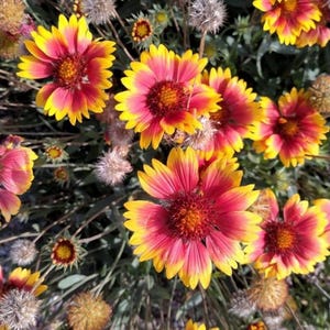 50+ Gaillardia Seeds Blanket Flower Seeds Perennial Plant Seeds Flowering Perennial Seeds Ornamental Perennial Wildflower Seeds Gaillardia