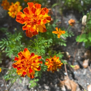 May include: Close-up of vibrant orange and yellow marigold flowers with red accents. The flowers are in full bloom, surrounded by green foliage and other marigolds in various stages of bloom. The image is taken outdoors in natural light.