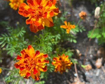 100+ Dwarf French Marigold Seeds Marigold Mixed Colors Seeds Tagetes patula Seeds Ornamental Plant Seeds Flowering Plant Seeds Wildflower