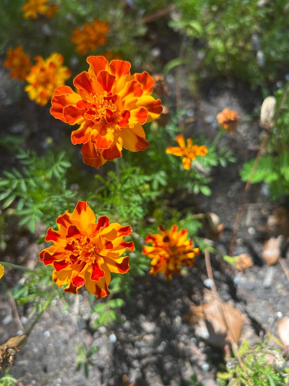 100+ Dwarf French Marigold Seeds Marigold Mixed Colors Seeds Tagetes patula Seeds Ornamental Plant Seeds Flowering Plant Seeds Wildflower