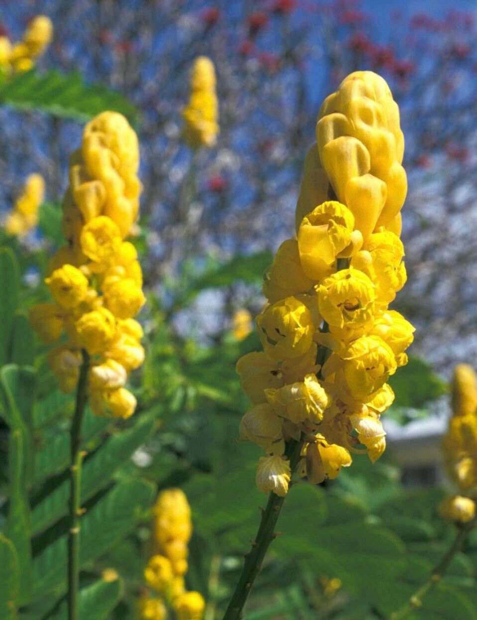 chia plante CHIA --Salvia hispanica--