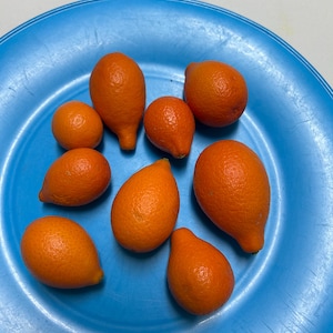 10+ Mandarinquat Seeds Kumquat Satsuma Mandarin Hybrid Seeds Citrus Hybrid Seeds Citrus unshiu x Citrus japonica Seeds Unusual Fruit Seeds