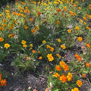May include: A vibrant field of marigold flowers in full bloom. The flowers display a mix of bright yellow and orange hues, with lush green foliage. The image captures a sunny outdoor scene, showcasing the natural beauty of the marigolds.
