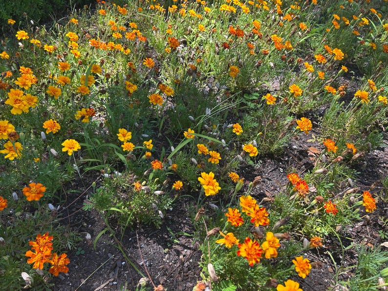 May include: A vibrant field of marigold flowers in full bloom. The flowers display a mix of bright yellow and orange hues, with lush green foliage. The image captures a sunny outdoor scene, showcasing the natural beauty of the marigolds.