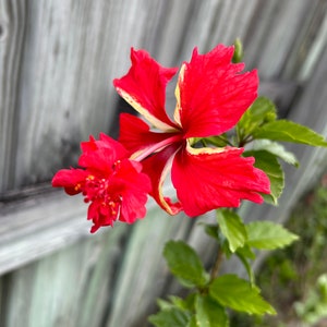 Red White Striped Lion Tail Hibiscus Live Plant Red Flower Ornamental Perennial Shrub Tropical Landscape Hibiscus Lion&#39;s Tail Rare Plant