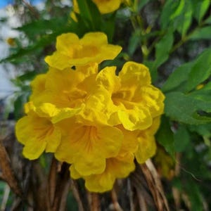May include: A cluster of bright yellow flowers with multiple petals, blooming on a green leafy vine.