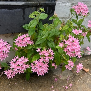 50+ Pentas Seeds Perennial Shrub Seeds Egyptian Star Cluster Seeds Ornamental Plant Seeds Flowering Plant Seeds Pollinator Plant Wildflower